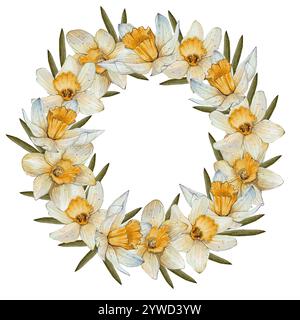 Couronne ronde, cadre de jonquilles jaunes sur fond blanc. Idéal pour, cartes de visite, cartes postales, étiquettes, invitation. Conception pour emballage, magasins de fleurs. Printemps, fleurs de Pâques Banque D'Images