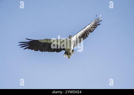 Un aigle de mer à ventre blanc en vol. Photographié au lac Jurong dans la partie ouest de Singapour. Banque D'Images