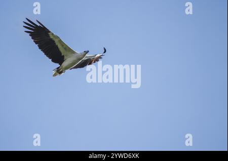 Un aigle de mer à ventre blanc en vol. Photographié au lac Jurong dans la partie ouest de Singapour. Banque D'Images