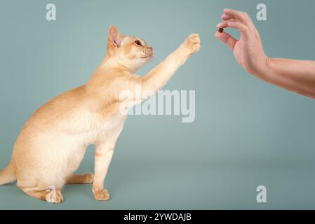 Chat birman avec patte relevée et main humaine avec friandise isolée sur fond vert. Banque D'Images