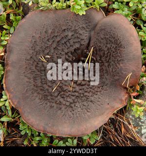 Gros plan sur un champignon brun, gros et large. Champignon des dents écailleuses, Sarcodon squamosus, commun dans les forêts de pins anciennes et plus clairsemées. Banque D'Images