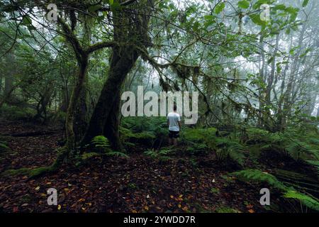 Homme en randonnée dans la forêt de lauriers dans le parc rural Anaga à Tenerife, îles Canaries. Banque D'Images