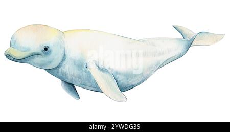 Béluga (Delphinapterus leucas), dessin réaliste. Illustration aquarelle d'un habitant des mers et océans de l'Arctique, image isolée sur fond blanc. Banque D'Images