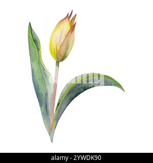 Fleur de bulbe de printemps, bourgeon de tulipe rouge et jaune avec tige et feuilles vertes, illustration botanique isolée dessinée à la main à l'aquarelle. Élément unique Banque D'Images