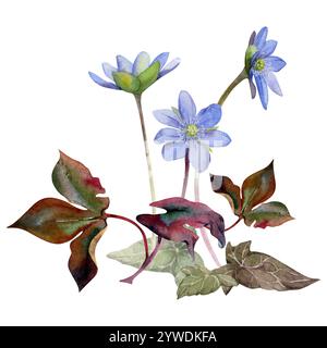 Fleurs d'éphémère de forêt printanière, hespatique bleu liverwort Forget-me-not lin anémone primevre, feuilles de lierre brunes, dessinées à la main à l'aquarelle. Composition Banque D'Images