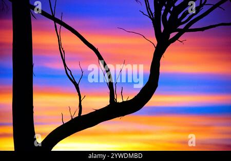 Silhouette d'arbre de gomme de saumon coucher de soleil, Australie occidentale Banque D'Images