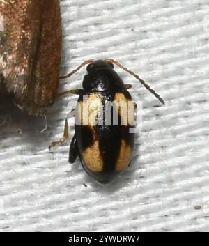 Coléoptère aux puces à rayures (Phyllotreta striolata) Banque D'Images