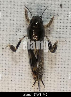 Sauterelle pygmée (Neotridactylus apicialis) Banque D'Images