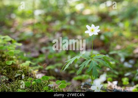 Anémone des bois (anémone nemorosa) dans les bois. L'anémone de bois ou la fleur de vent est une ancienne espèce indicatrice des bois. Banque D'Images