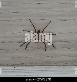 Araignée chasseuse pantropicale (Heteropoda venatoria) Banque D'Images