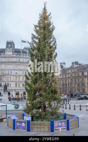 11 décembre 2024. Sapin de Noël Norwegian Spruce, Trafalgar Square, Londres, Royaume-Uni, le 77e anniversaire du don d'un sapin de Noël à Londres depuis Oslo Banque D'Images