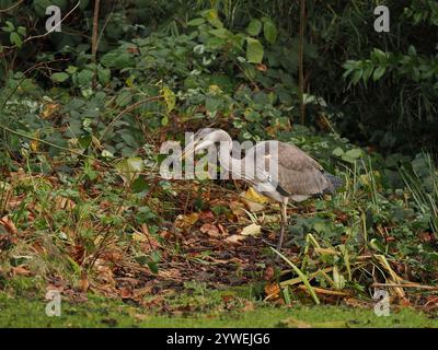 Ce héron juvénile a réussi dans un étang de jardin local ensachant une grenouille. Banque D'Images