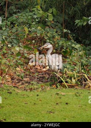 Ce héron juvénile a réussi dans un étang de jardin local ensachant une grenouille. Banque D'Images