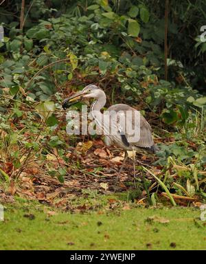 Ce héron juvénile a réussi dans un étang de jardin local ensachant une grenouille. Banque D'Images