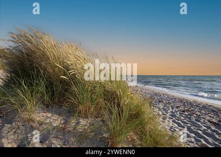 Herbe sur la dune de plage sur la côte de la mer Baltique Banque D'Images