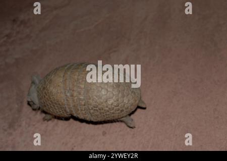 Armadillo brésilien à trois bandes (Tolypeutes tricinctus) Banque D'Images