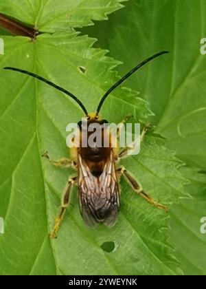 Longhorn européenne (Eucera longicornis) Banque D'Images