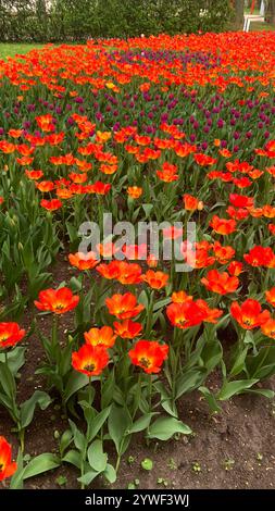 Beau jardin rempli d'une variété de fleurs colorées, y compris des tulipes rouges et violettes. Les fleurs rouges sont dispersées dans tout le jardin, avec Banque D'Images