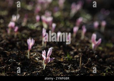 La rosée matinale tombe sur le safran Steven's Meadow, le safran Meadow ou le Colchicum Stevenii, lit de fleurs sauvages de la fleur d'automne de la famille des Colchicaceae. Banque D'Images