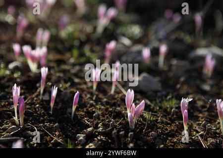 La rosée matinale tombe sur le safran Steven's Meadow, le safran Meadow ou le Colchicum Stevenii, lit de fleurs sauvages de la fleur d'automne de la famille des Colchicaceae. Banque D'Images