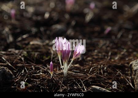 La rosée matinale tombe sur le safran Steven's Meadow, le safran Meadow ou le Colchicum Stevenii, lit de fleurs sauvages de la fleur d'automne de la famille des Colchicaceae. Banque D'Images