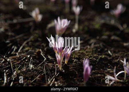 La rosée matinale tombe sur le safran Steven's Meadow, le safran Meadow ou le Colchicum Stevenii, lit de fleurs sauvages de la fleur d'automne de la famille des Colchicaceae. Banque D'Images