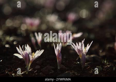 La rosée matinale tombe sur le safran Steven's Meadow, le safran Meadow ou le Colchicum Stevenii, lit de fleurs sauvages de la fleur d'automne de la famille des Colchicaceae. Banque D'Images