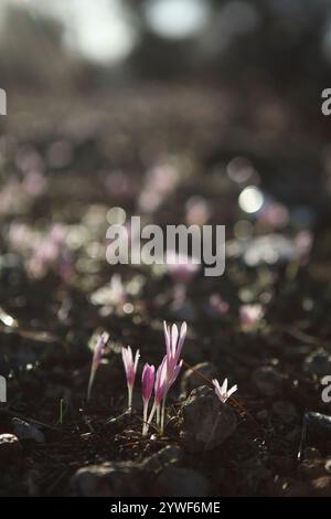 La rosée matinale tombe sur le safran Steven's Meadow, le safran Meadow ou le Colchicum Stevenii, lit de fleurs sauvages de la fleur d'automne de la famille des Colchicaceae. Banque D'Images