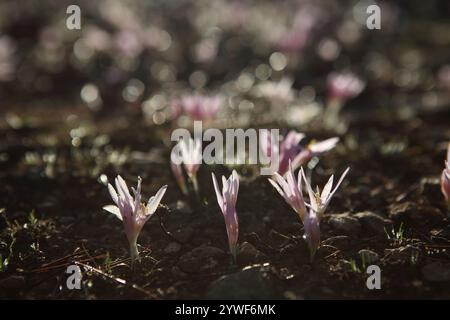 La rosée matinale tombe sur le safran Steven's Meadow, le safran Meadow ou le Colchicum Stevenii, lit de fleurs sauvages de la fleur d'automne de la famille des Colchicaceae. Banque D'Images