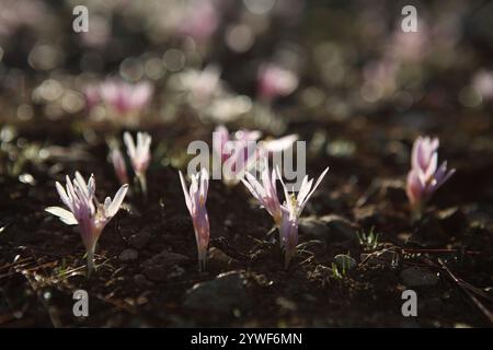 La rosée matinale tombe sur le safran Steven's Meadow, le safran Meadow ou le Colchicum Stevenii, lit de fleurs sauvages de la fleur d'automne de la famille des Colchicaceae. Banque D'Images