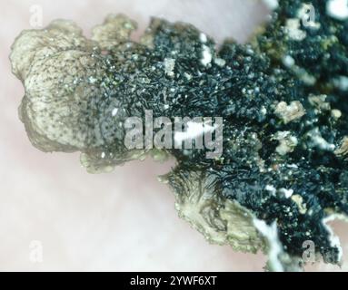Lichen de camouflage poli (Melanelixia glabratula) Banque D'Images