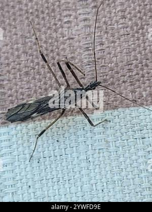 Insecte Assassin à quatre impulsions (Zelus tetracanthus) Banque D'Images