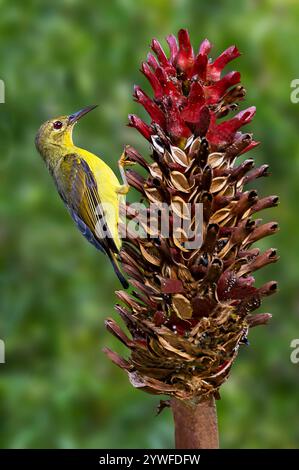 Olive soutenu Sunbird à Sabah, Bornéo, Malaisie Banque D'Images