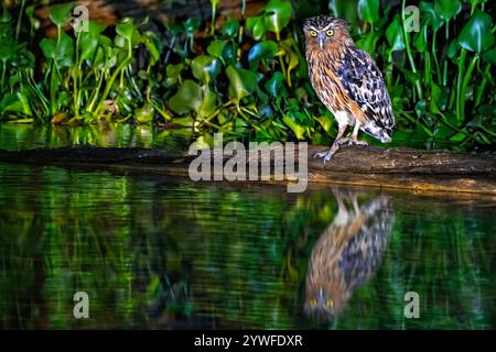 Buffy fish hibou, rivière Kinabatangan, Bornéo, Malaisie Banque D'Images