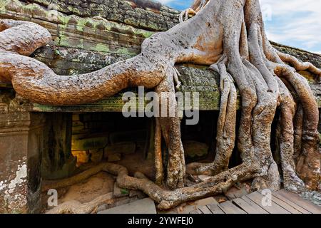 Temple de TA Prohm avec arbre Ficus Strangulosa qui pousse dessus à Angkor Wat, Siem Reap, Cambodge Banque D'Images