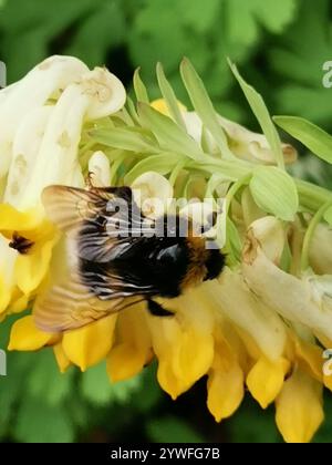 Abeille à ceinture brisée (Bombus soroeensis) Banque D'Images