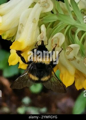 Abeille à ceinture brisée (Bombus soroeensis) Banque D'Images