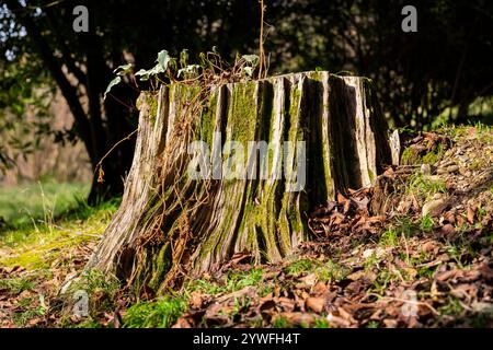 Rustique Stump dans la forêt verte luxuriante, idéal pour les sites Web de la nature, présentations environnementales, podium de produit, affichage de produit, cosmétique, parfum, lui Banque D'Images