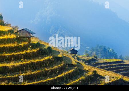 Terrasses de rices à Sapa, Vietnam Banque D'Images