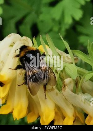 Abeille à ceinture brisée (Bombus soroeensis) Banque D'Images