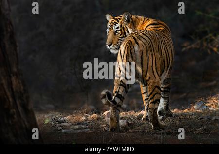 Tigre du Bengale connu aussi sous le nom de Panthera tigris à Ranthambore en Inde Banque D'Images