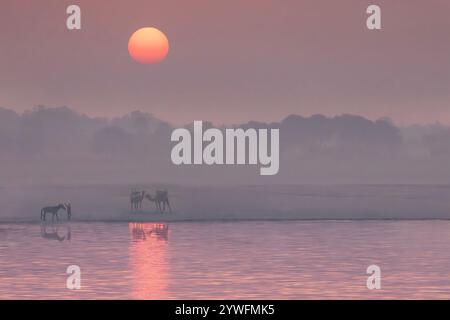 Lever de soleil sur le fleuve Gange à Varanasi avec chameaux et cheval en silhouette, Inde Banque D'Images