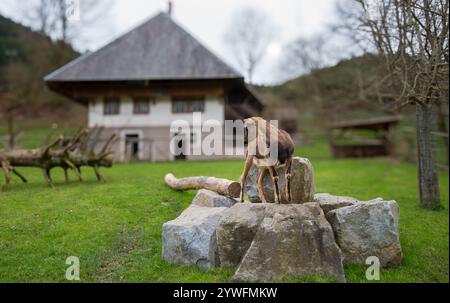 Le jeune bouillon se dresse sur des rochers près d'une maison rurale dans une région montagneuse Banque D'Images