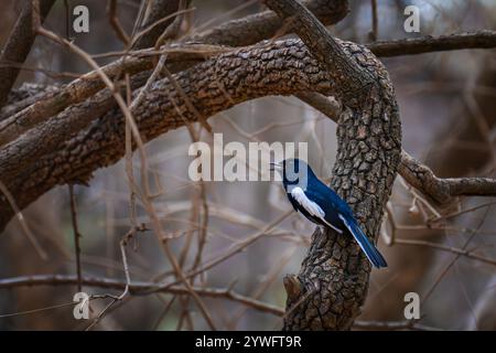 Oriental pie robin à Sasan Gir, Gujarat, Inde Banque D'Images