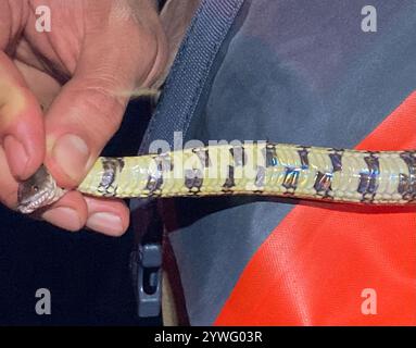 Serpent d'eau à bandes brunes (Helicops angulatus) Banque D'Images