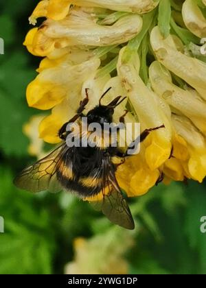 Abeille à ceinture brisée (Bombus soroeensis) Banque D'Images