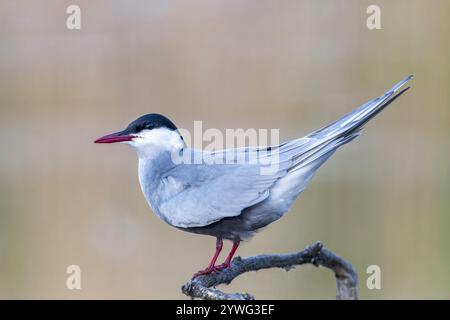 Sterne moussée, Chlidonias hybrida, adulte seul perché sur branche mince, Hortobagy, Hongrie Banque D'Images