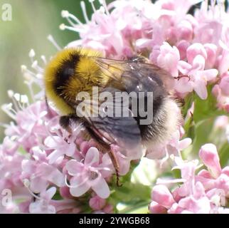 Heath Bumble Bee (Bombus jonellus) Banque D'Images