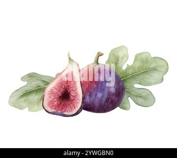 Figues avec feuilles aquarelle horizontale illustration isolée. Délicieux fruits d'été violets avec une pulpe réaliste Banque D'Images