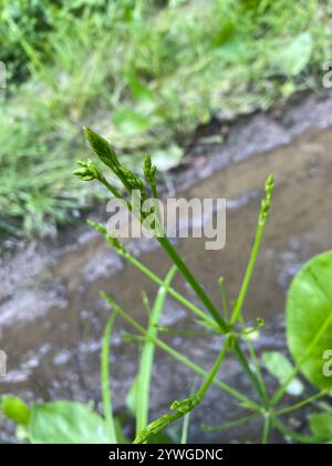 Plantain aquatique américain (Alisma subcordatum) Banque D'Images